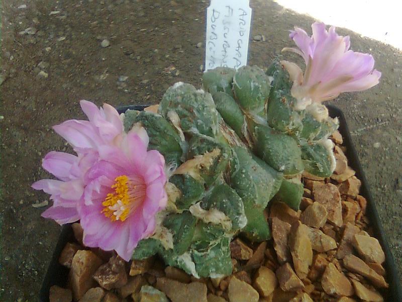 Ariocarpus fissuratus 