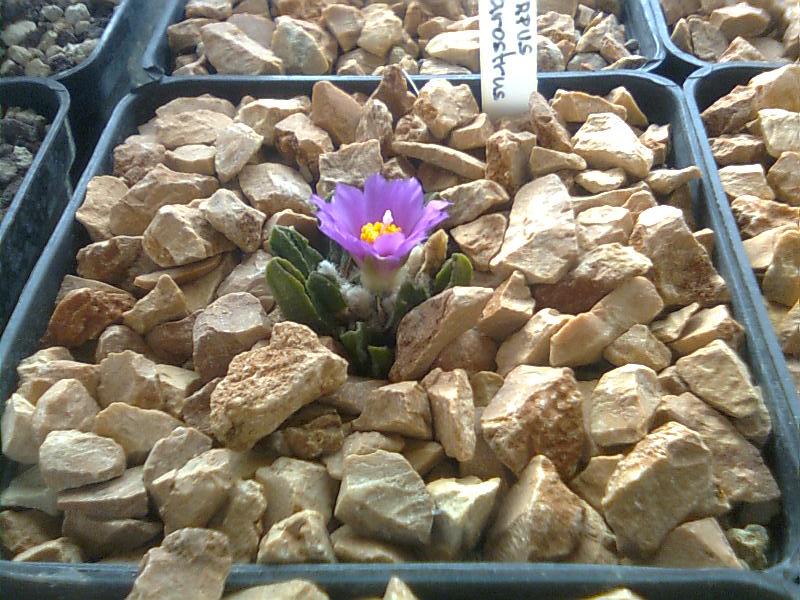 Ariocarpus scapharostrus 