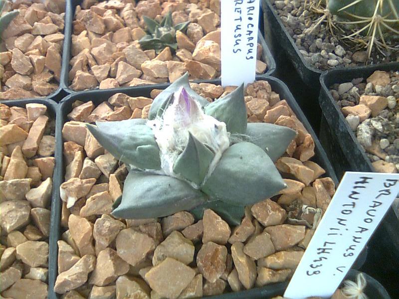 Ariocarpus retusus 