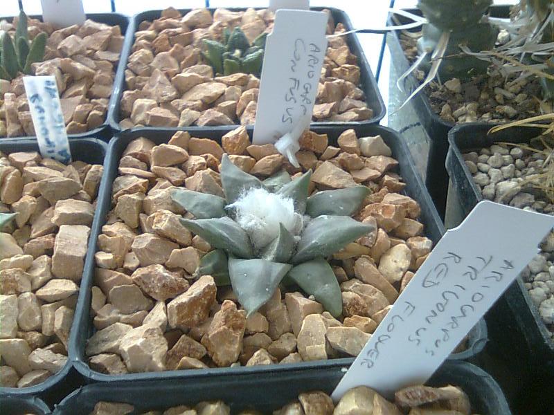 Ariocarpus confusus 