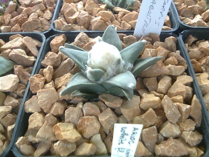 Ariocarpus retusus ssp. scapharostroides 