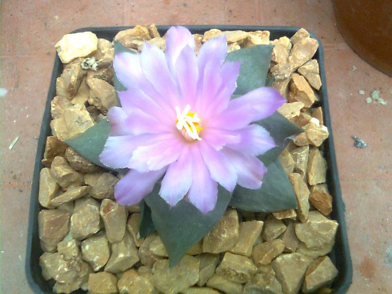 Ariocarpus confusus 