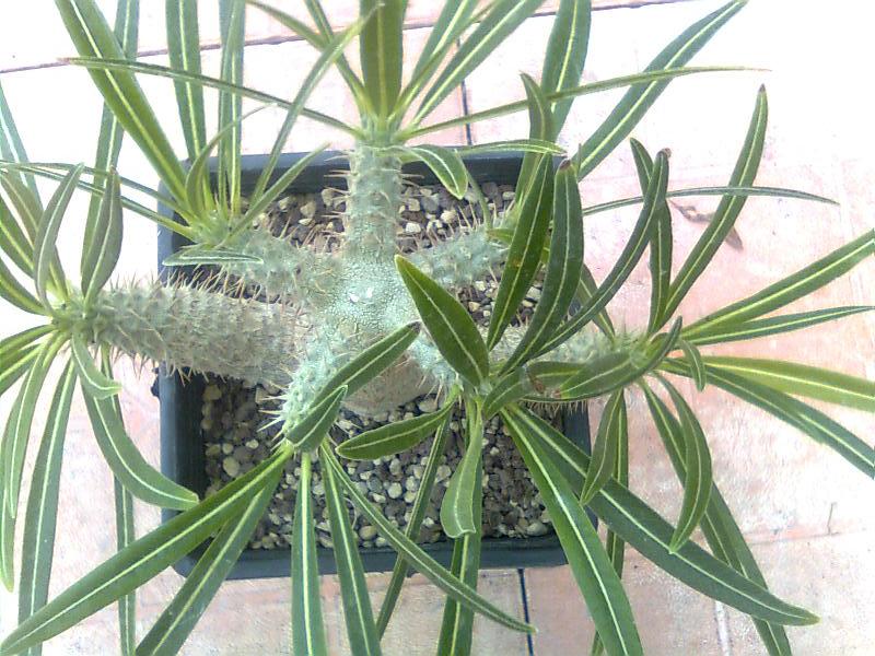 Pachypodium rosulatum v. gracilius 