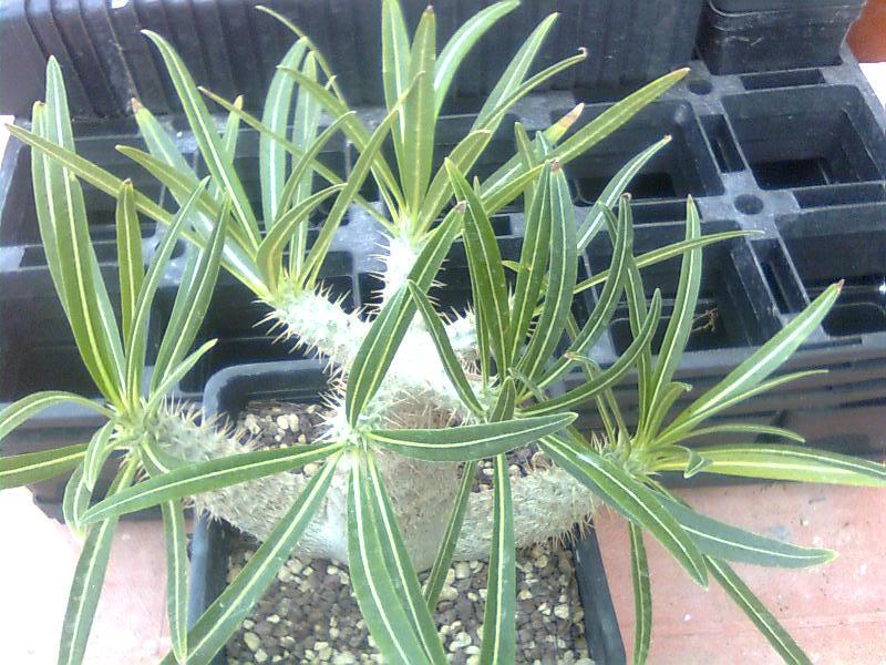 Pachypodium rosulatum v. gracilius 