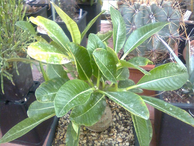 Pachypodium baronii v. windsorii 