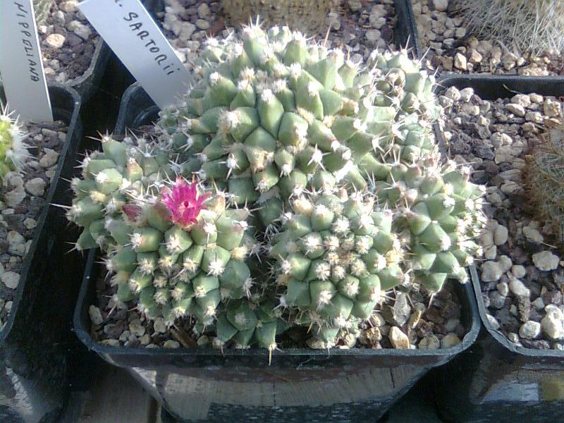 Mammillaria sartorii 