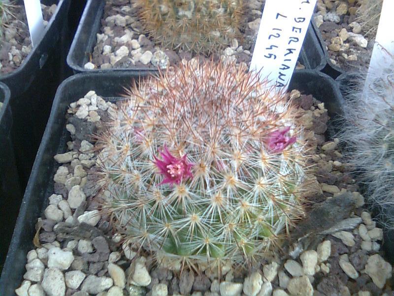 Mammillaria berkiana L1245