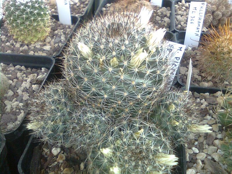 Mammillaria picta SB944