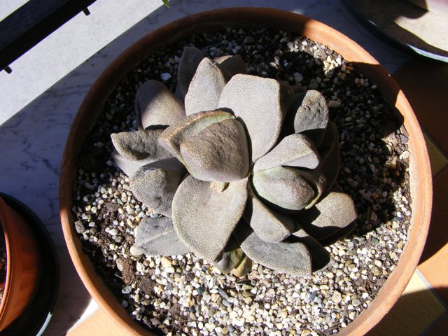 pleiospilos nelii 