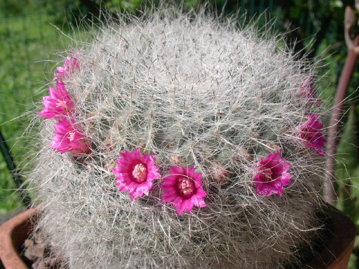 Mammillaria hahniana 