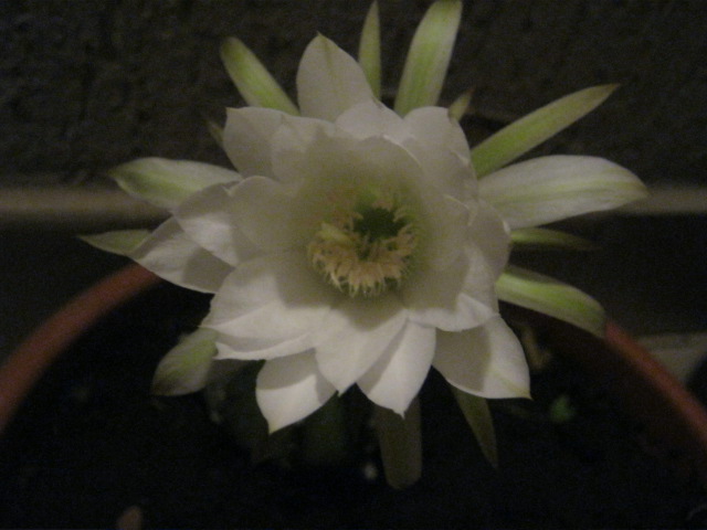 Echinopsis subdenudata 