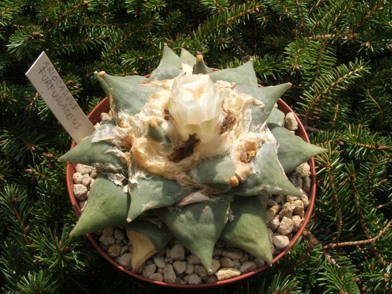 Ariocarpus furfuraceus 