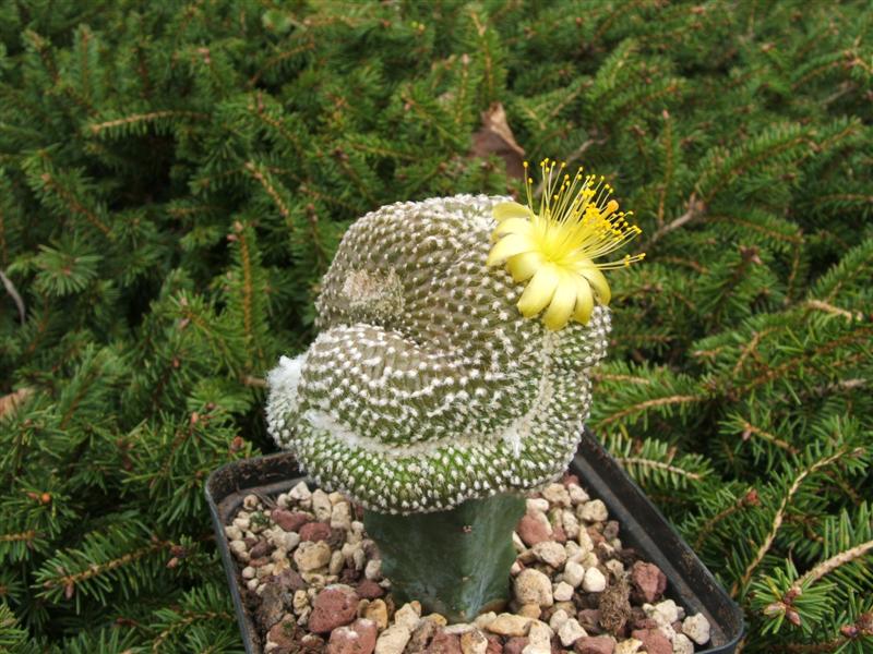 Copiapoa laui f. cristata 