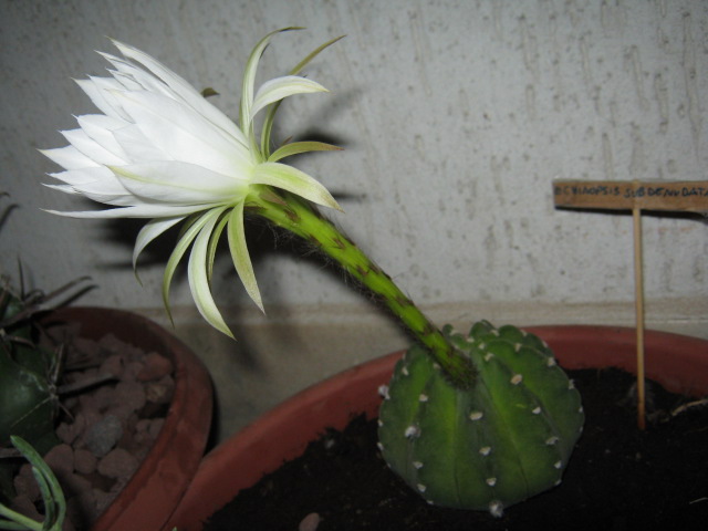 Echinopsis subdenudata 