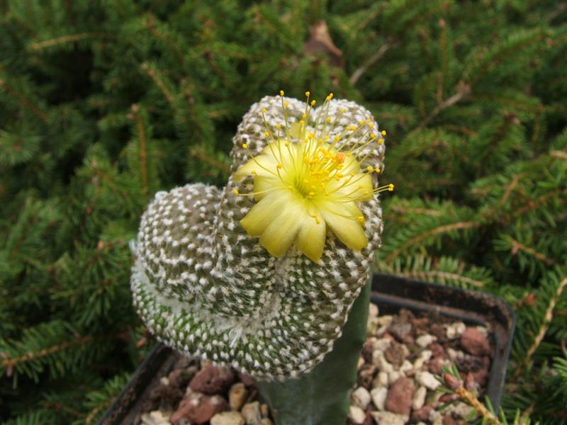 Copiapoa laui f. cristata 