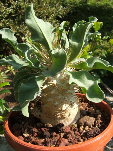 Pachypodium namaquanum 