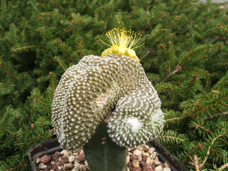 Copiapoa laui f. cristata 