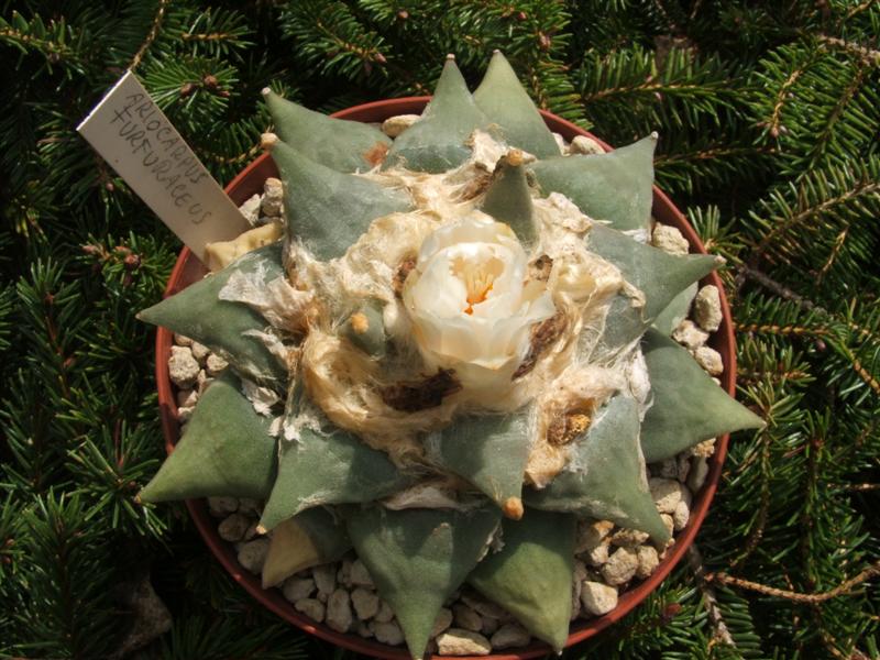 Ariocarpus furfuraceus 