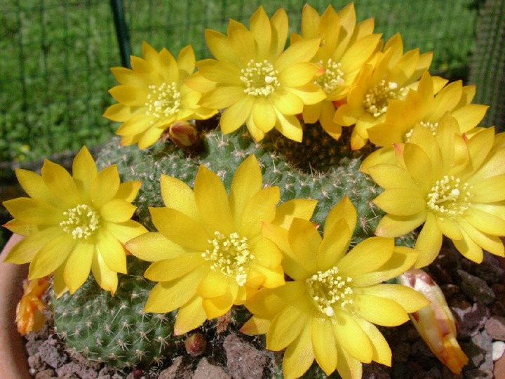 Rebutia marsoneri 