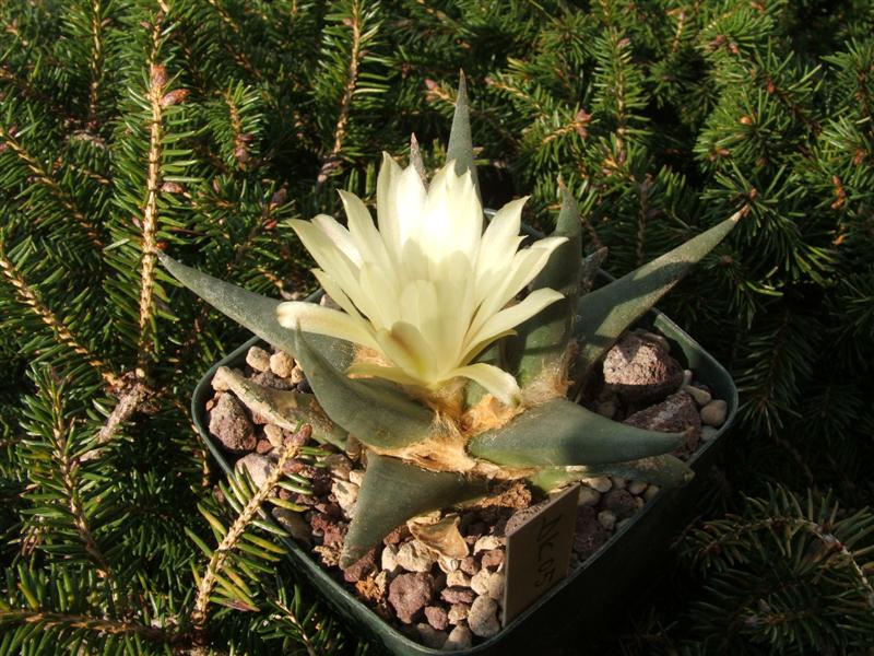 Ariocarpus trigonus 