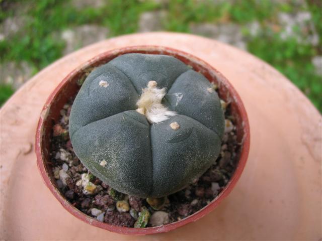 Lophophora williamsii 