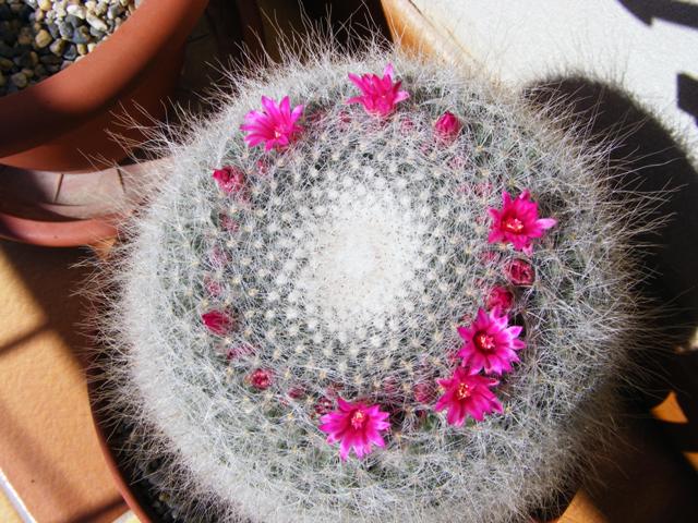 Mammillaria hahniana 