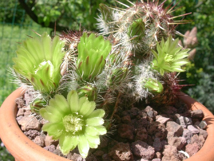 Echinocereus  viridiflorus 