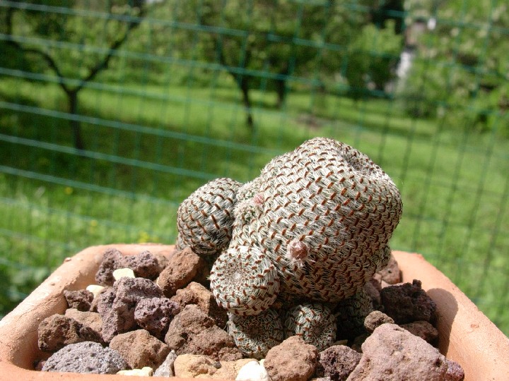 Rebutia heliosa 