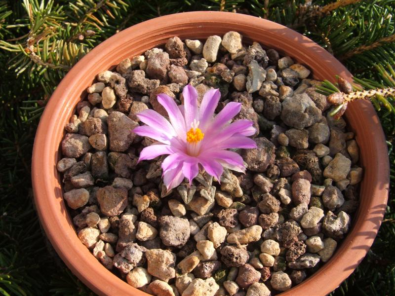 Ariocarpus kotschoubeyanus v. macdowellii 