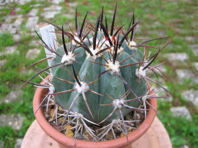 melocactus arcuatispinus