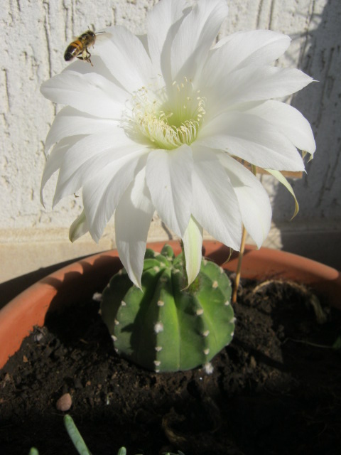 Echinopsis subdenudata 