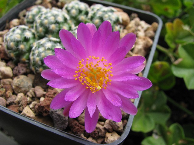 Mammillaria saboae 