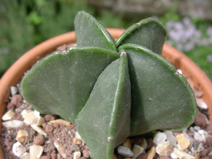 Astrophytum myriostigma v. nudum 