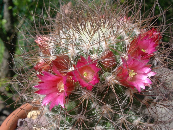 Mammillaria rekoi ssp. leptacantha 