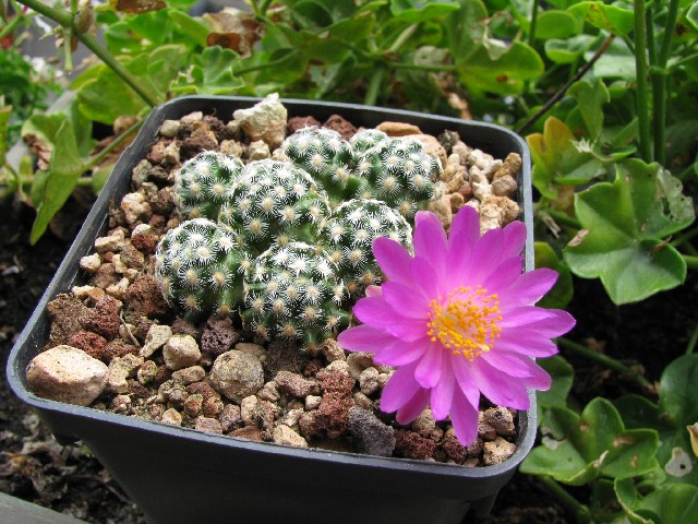 Mammillaria saboae 