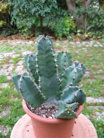 Euphorbia resinifera 