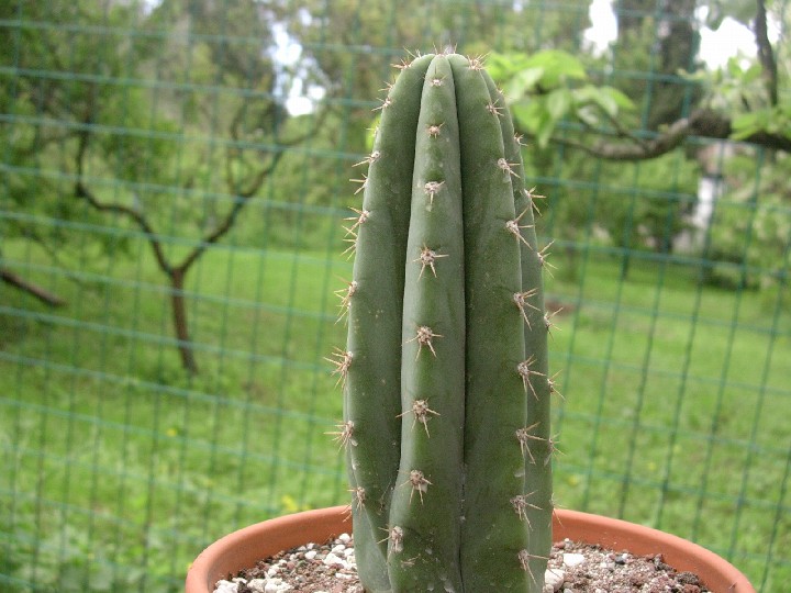 Trichocereus pachanoi 