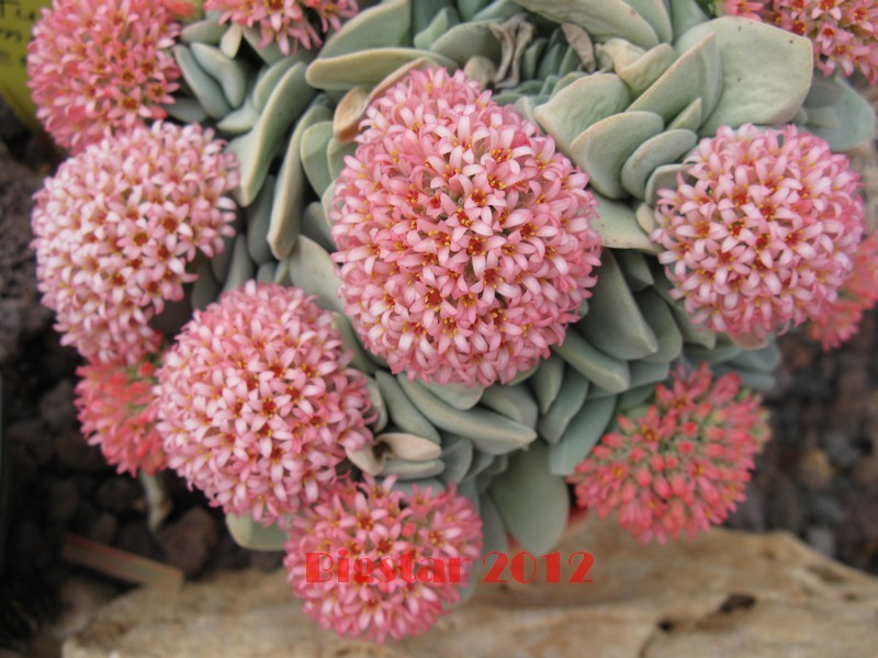 Crassula cv. morgan's beauty 