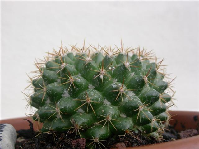 Mammillaria marksiana 