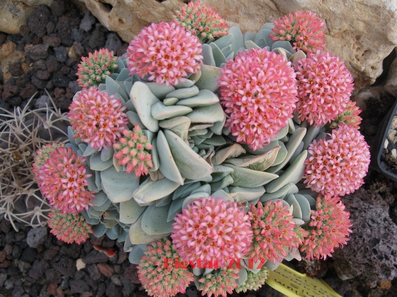 Crassula cv. morgan's beauty 