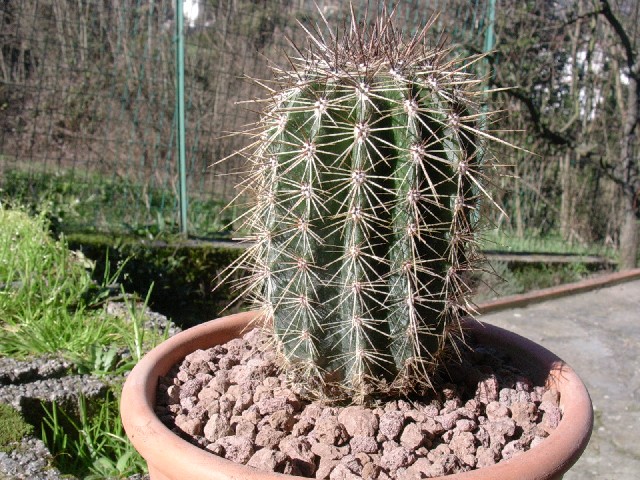 Carnegiea gigantea 