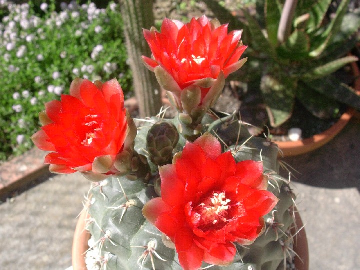 Gymnocalycium baldianum 