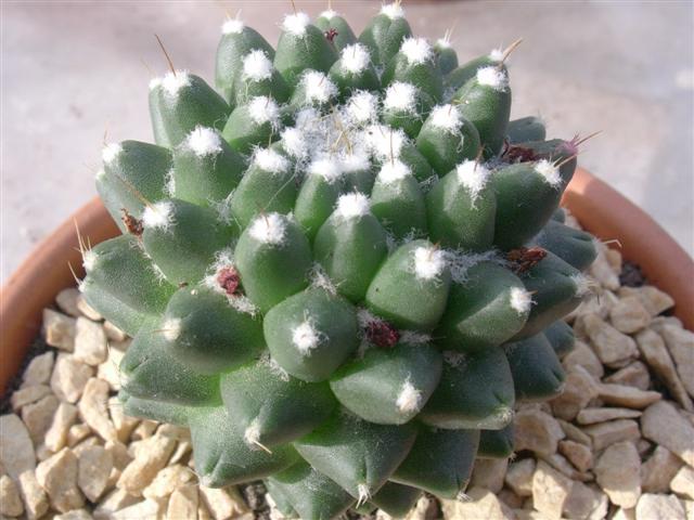 Mammillaria polythele cv. nuda 