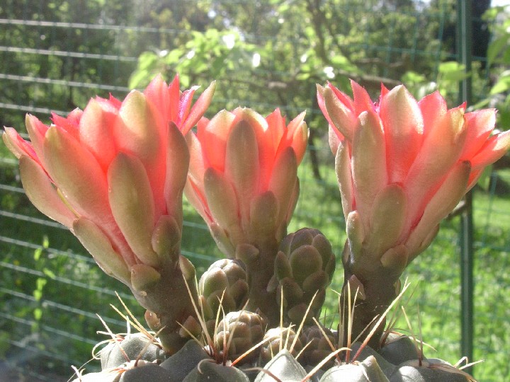 Gymnocalycium baldianum 