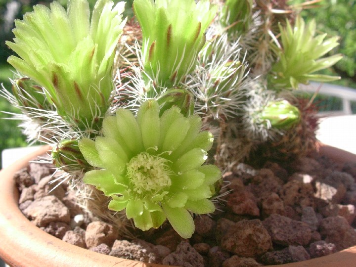 Echinocereus viridiflorus 