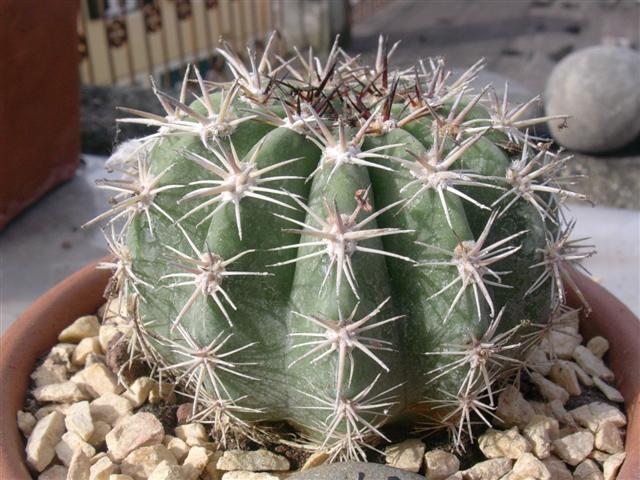 Echinopsis boyuibensis 