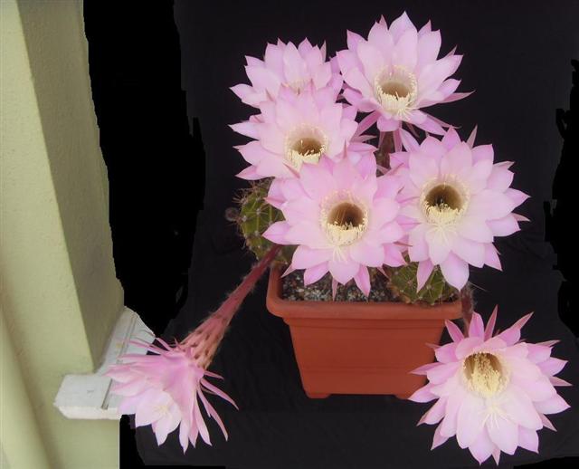 Echinopsis oxygona 