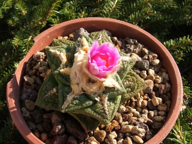 Ariocarpus fissuratus 