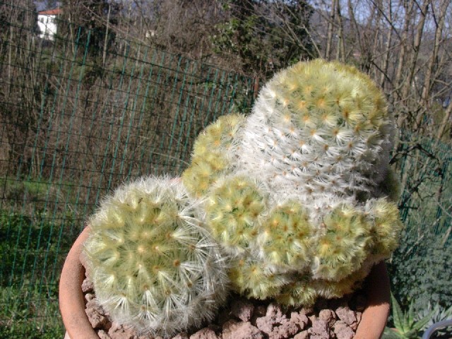 Mammillaria carmenae 