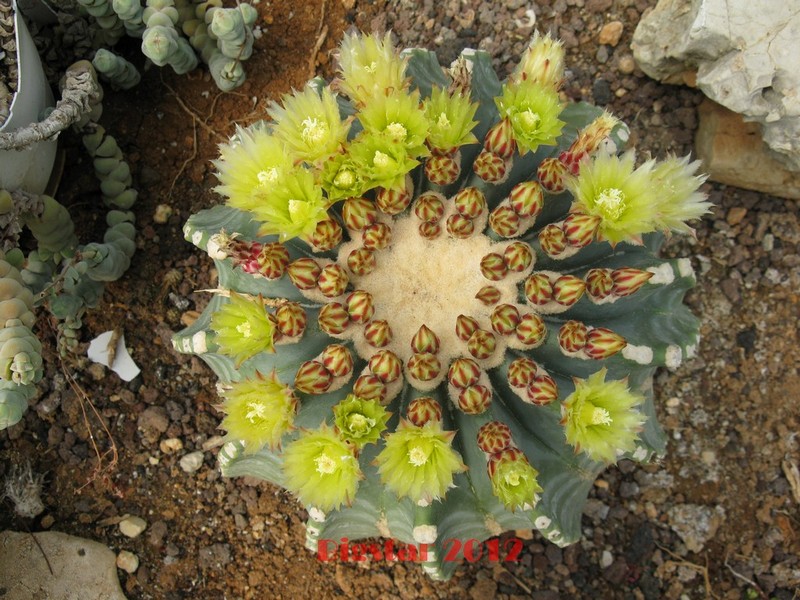 Ferocactus glaucescens v. inermis 